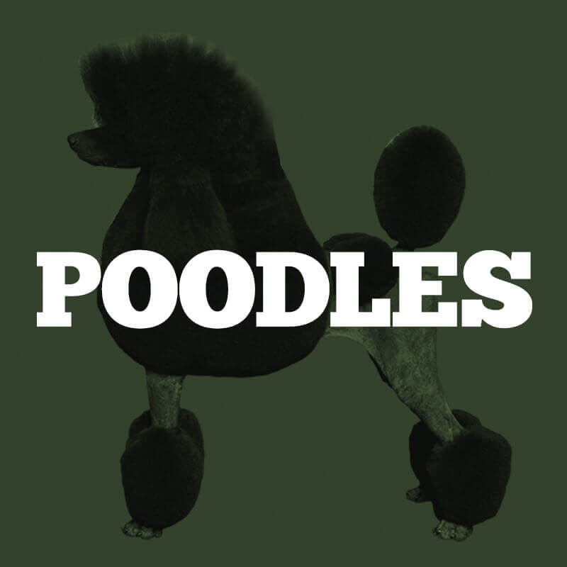 Poodle Contest