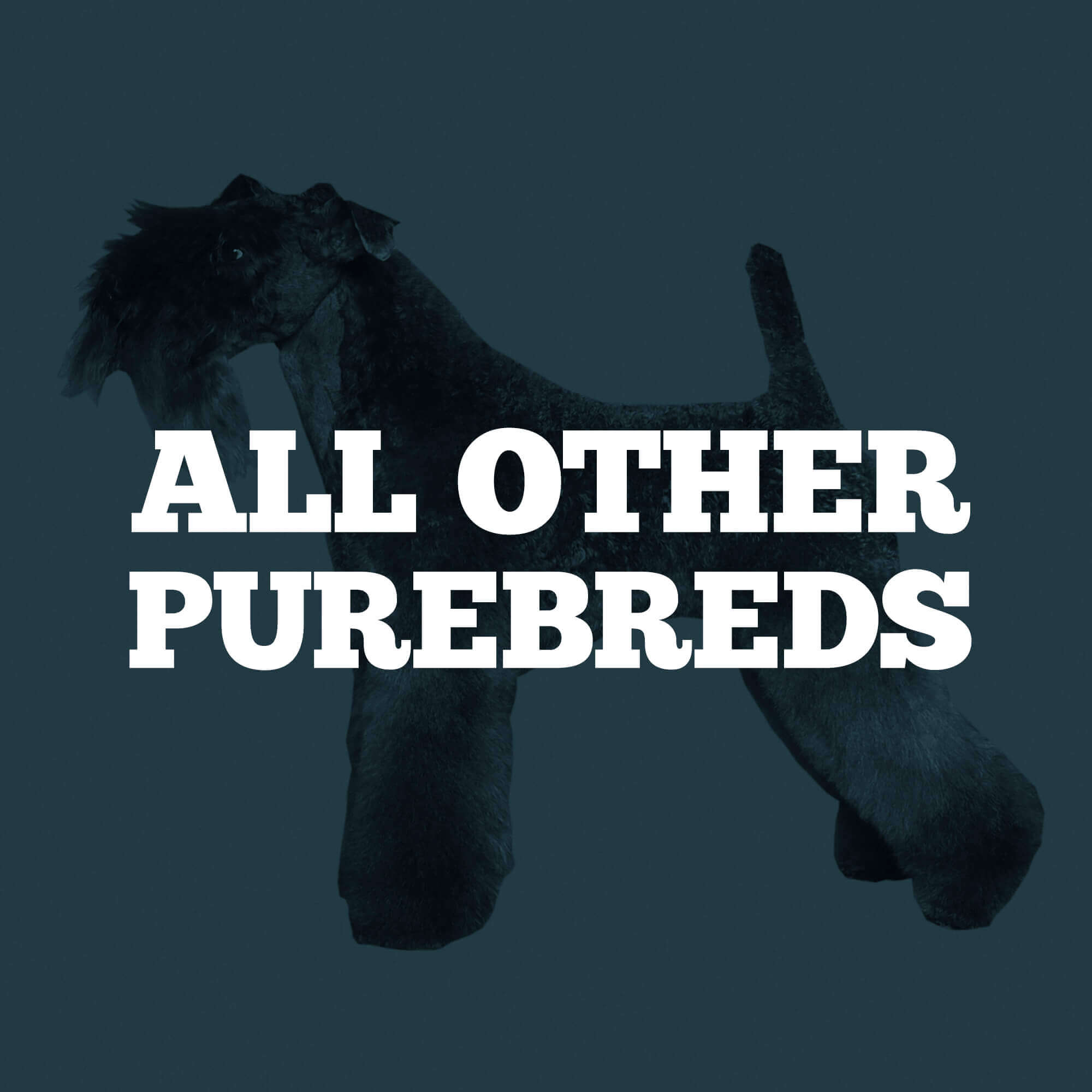 All Other Purebreds Contest