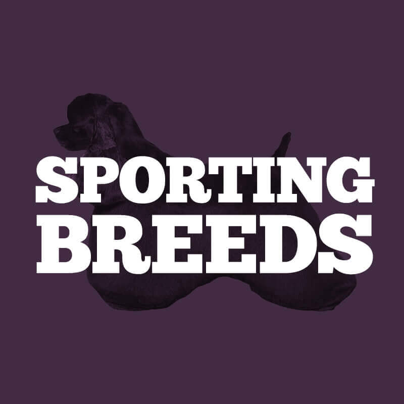 Sporting Contest