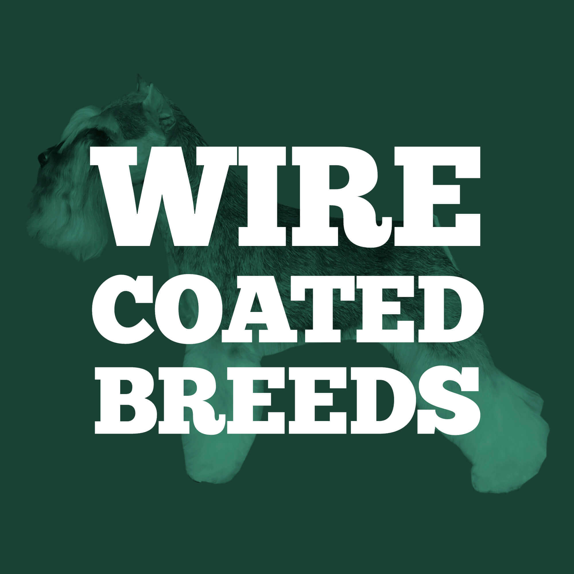 Wire Coated Breeds Contest